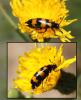 Mylabris variabilis